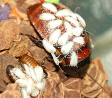 самка мадагаскарского таракана с 
малышами