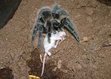 паук птицеед ест мышь