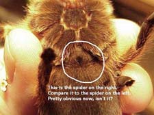 определение пола пауков - самец