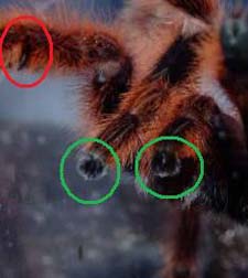 тибиальные крючки и бульбы самца паука 
птицееда